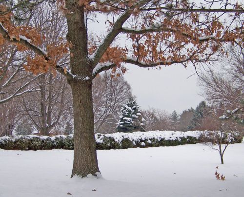 Trees And Bushes In Snow