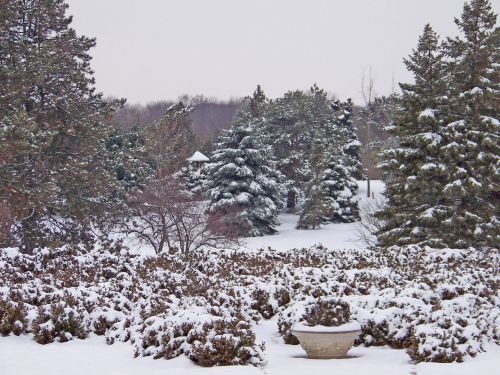 Trees And Bushes In Snow