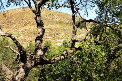 Trees And Golden Mountain