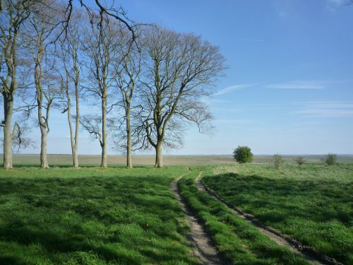 Trees And Grass