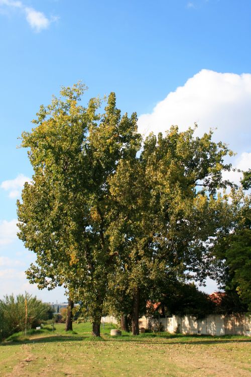 Trees And Sky