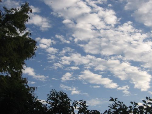 Trees And Sky