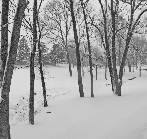 Trees And Snow