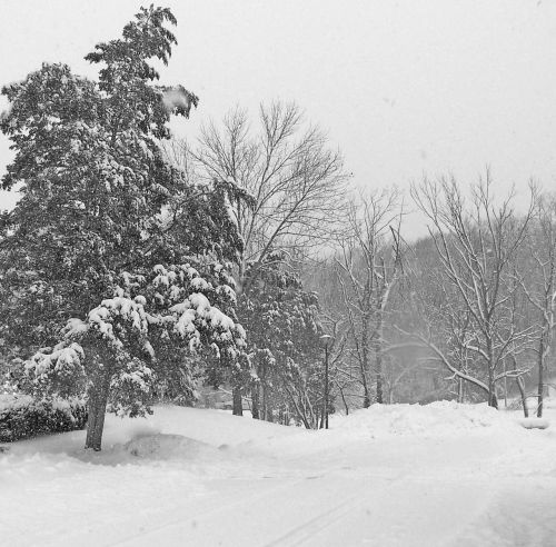 Trees And Snow