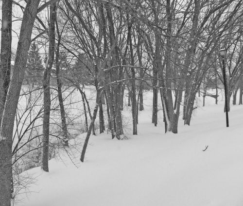 Trees And Snow