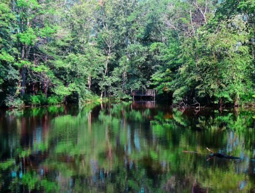 Trees And Water