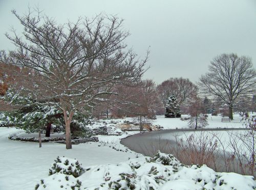 Trees Around Frozen Pond