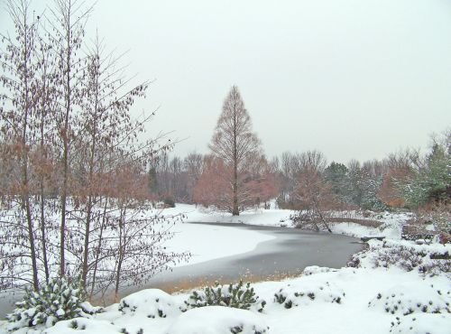 Trees Around Frozen Pond