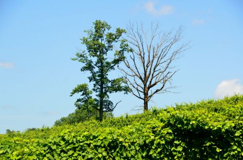 Trees At Vineyard