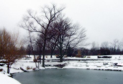 Trees Beside Pond