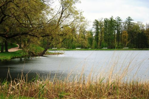 Trees Beyond Lake