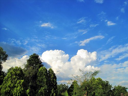 Trees, Clouds And Sky