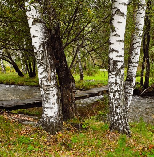 Trees Grow From The Old Bridge