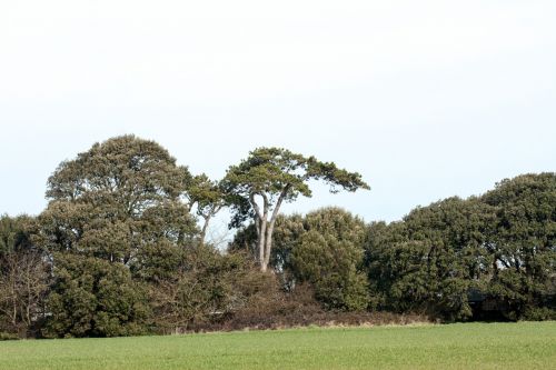 Trees In Countryside