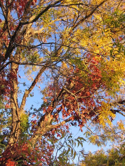 Trees In Fall