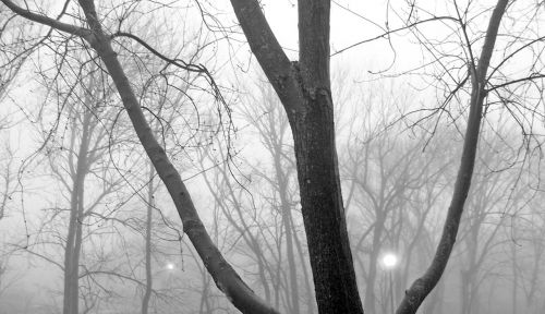 Trees In Fog