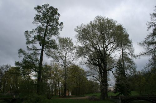 Trees In Garden At Tsarskoe Selo