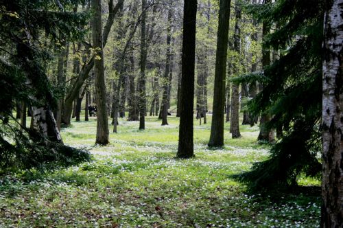 Trees In Garden, Peterhof