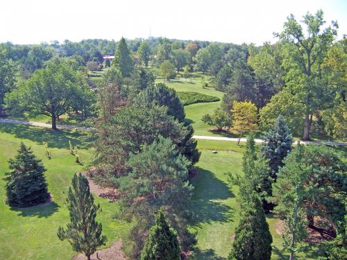 Trees In Park