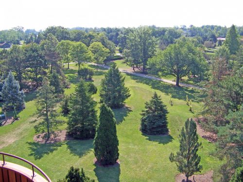 Trees In Park