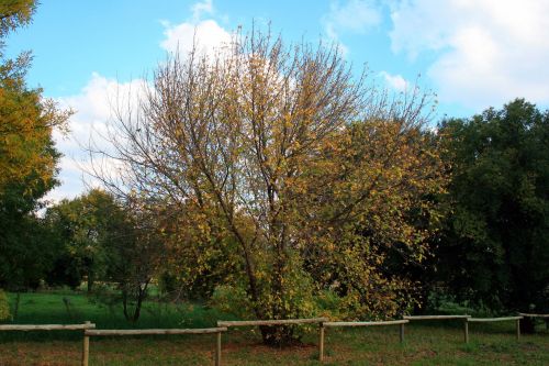 Trees In Park