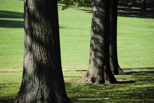 Trees In Park