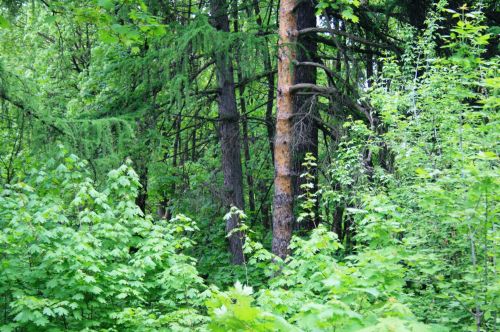 Trees In Park In Moscow