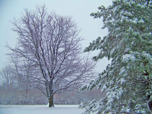 Trees In Snow