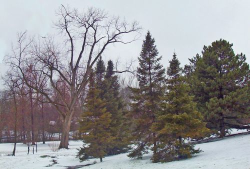 Trees In Snow