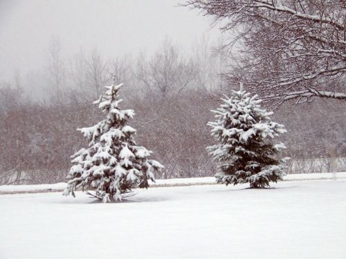 Trees In Snow