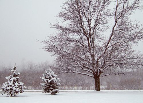 Trees In Snow