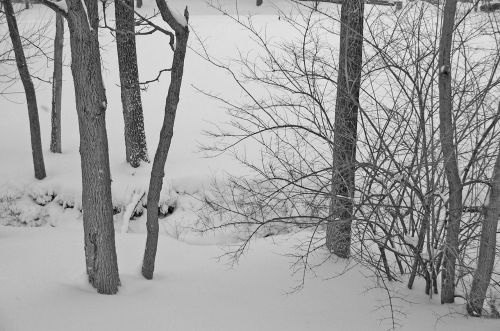 Trees In Snow