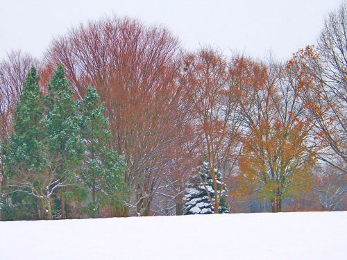 Trees In Snow