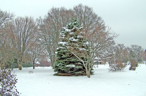 Trees In Snow