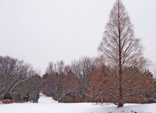 Trees In Snow