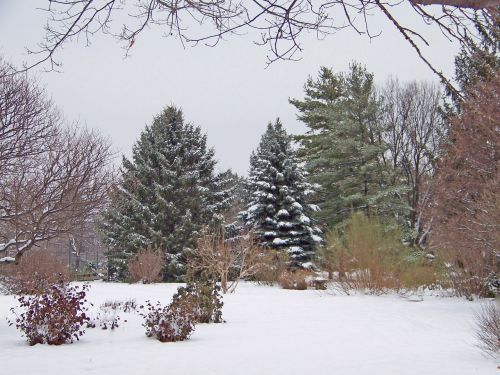 Trees In Snow