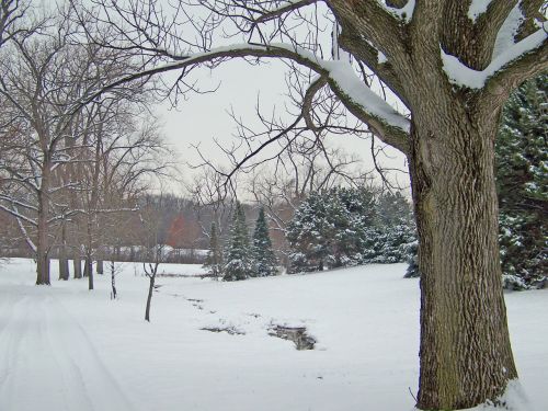 Trees In Snow