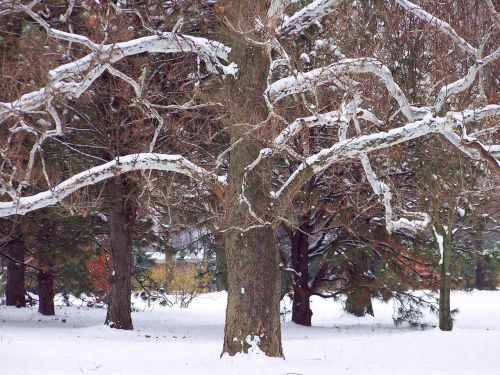 Trees In Snow