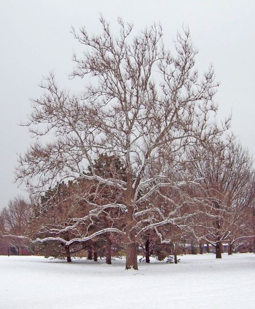 Trees In Snow