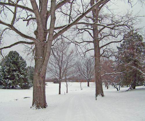 Trees In Snow