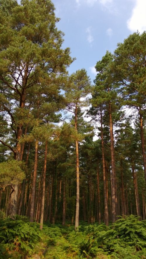 Trees In The New Forest