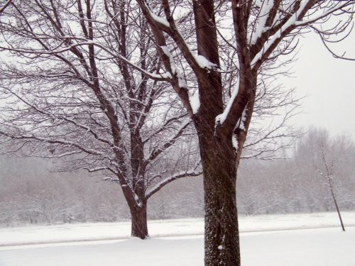 Trees In The Snow