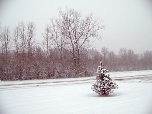 Trees In The Snow