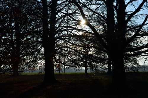 Trees In The Sunset