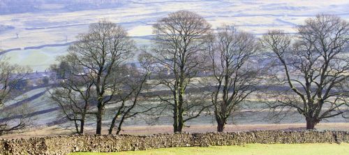 Trees In Winter