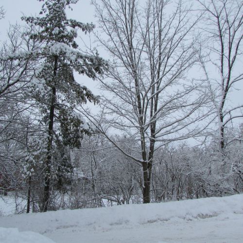 Trees In Winter