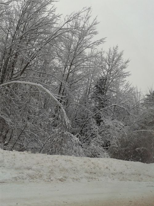 Trees Laden With Snow