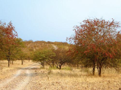 Trees Lining Desert Road