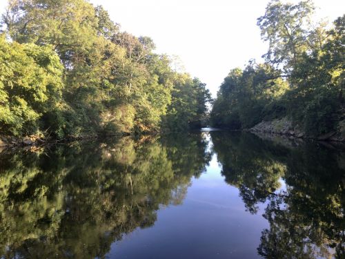 Trees Near Cuyahoga River