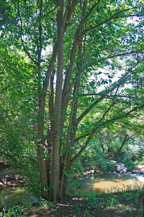 Trees Next To River